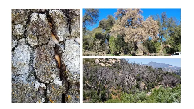 An assortment of photos of GSOB damaged trees