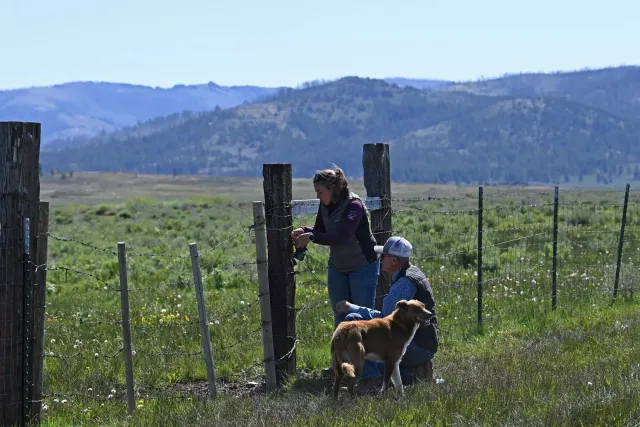 Tina attaches a camera to a wood fence post as Ken watches. Their dog stands next to Ken