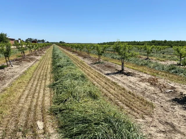 Small, leafy almond trees with cover crop growing between the rows