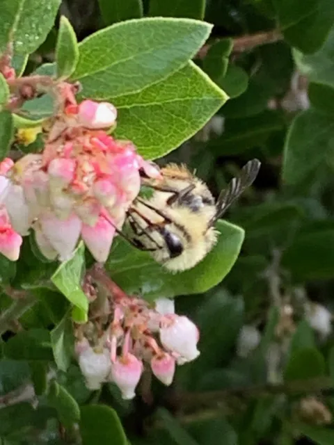 The black-tailed bumble bee (Photo by Lesley Hamamoto)