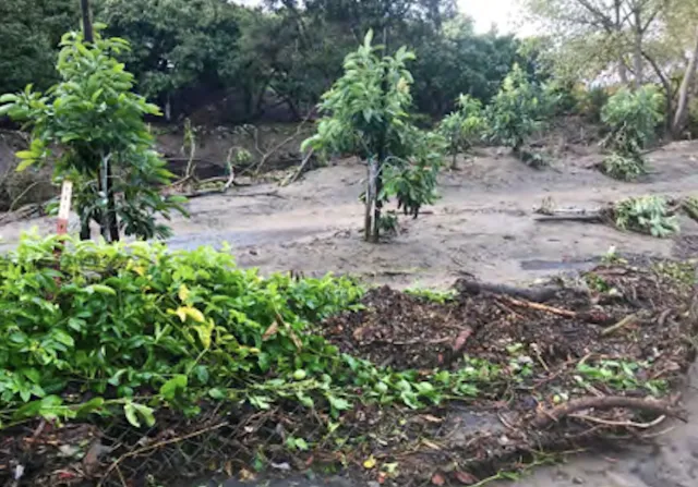 Young trees in standing water