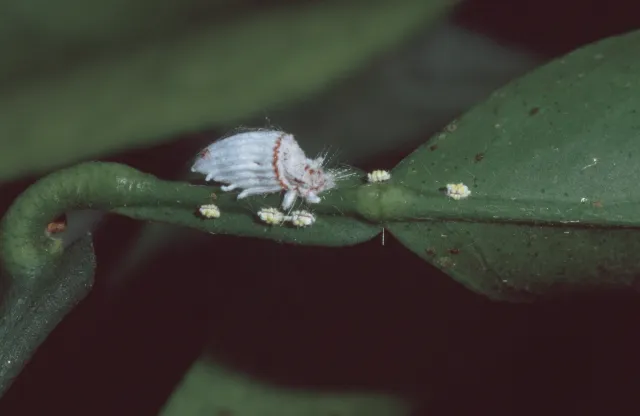 Adult female and first-instar nymphs of cottony cushion scale, Tulare Co.