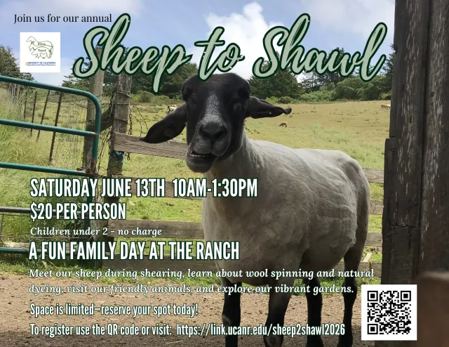 Elkus Event Sheep to Shawl 2026