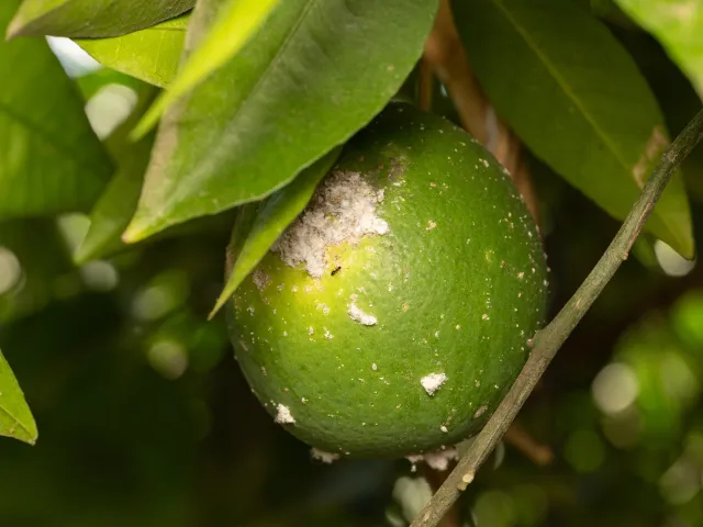 A group of white fluffy insects near a dark ant on a round green fruit surrounded by leaves.