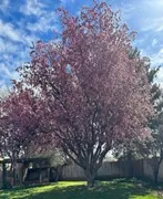 A 50-year-old crabapple tree in bloom