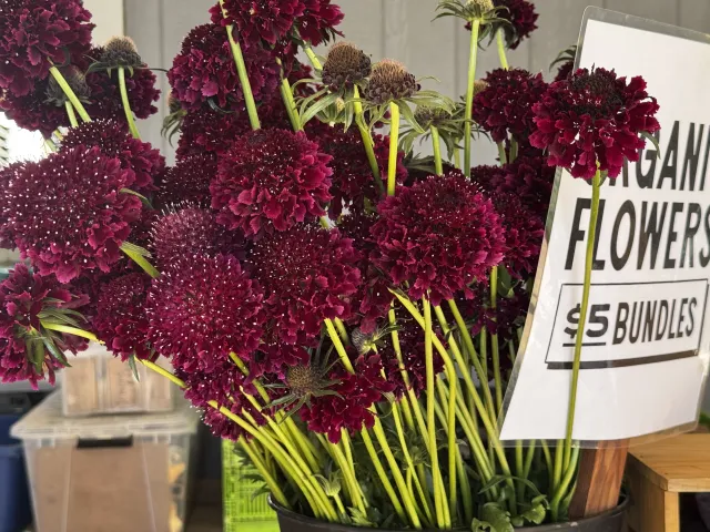 FLORES MORADAS DE VENTA EN UNA GRANJA URBANA