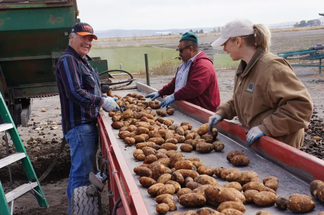 Three people sort potatoes ona conveyor belt in the field