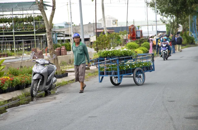 Man pulls a wagon full of flowering container plants at Vietnam flower market