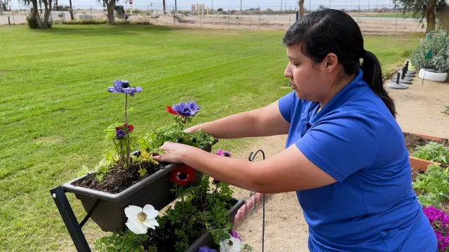 Mariana González Castro, supervisora de educación comunitaria de UC ANR, plantando flores en evento comunitario en el Valle Imperial.