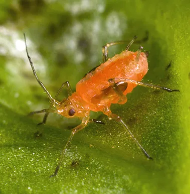 Lettuce aphid. (Courtesy of Wikipedia, Stephen Ausmus)