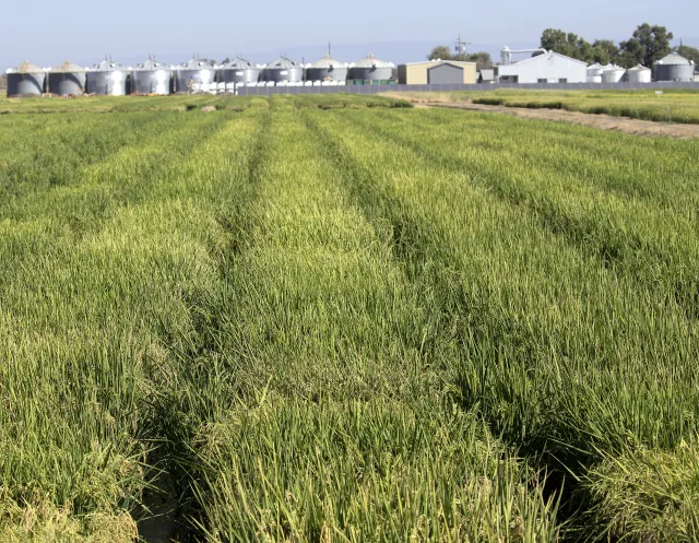 Rows of rice growing in a field