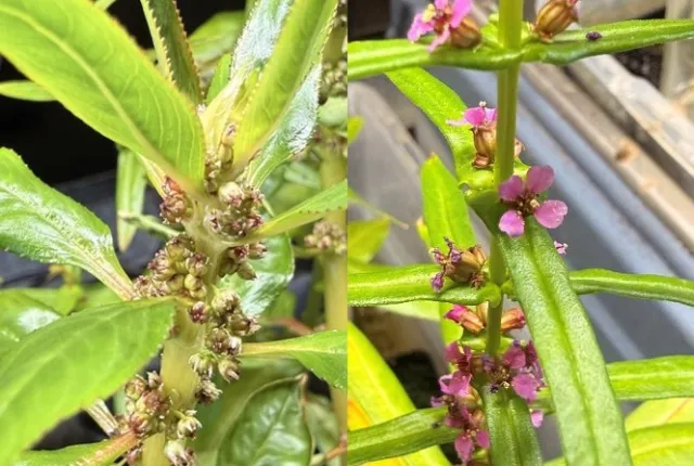 whitewater fire flowers versus redstem flowers