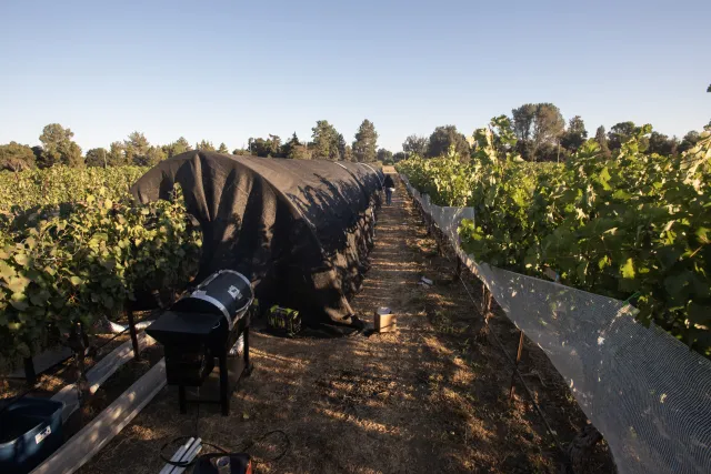 A vineyard with black tarps covering rows and equipment alongside grapevines