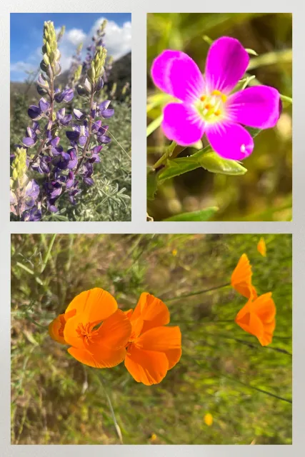 Three different California wildflowers