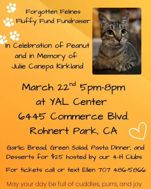 cat fund.png