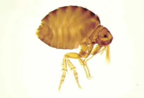 A dark brown, broad bodied flea with an angular head shape. 