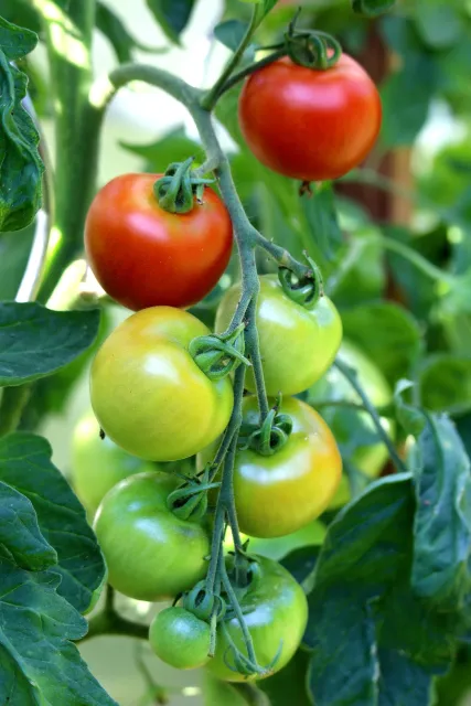 Photo of ripe red and unripe green tomatoes growing in a cluster on a tomato plant.