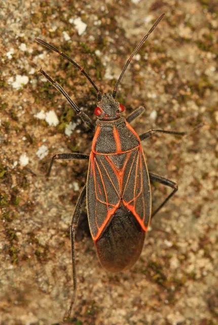 adult boxelder bug