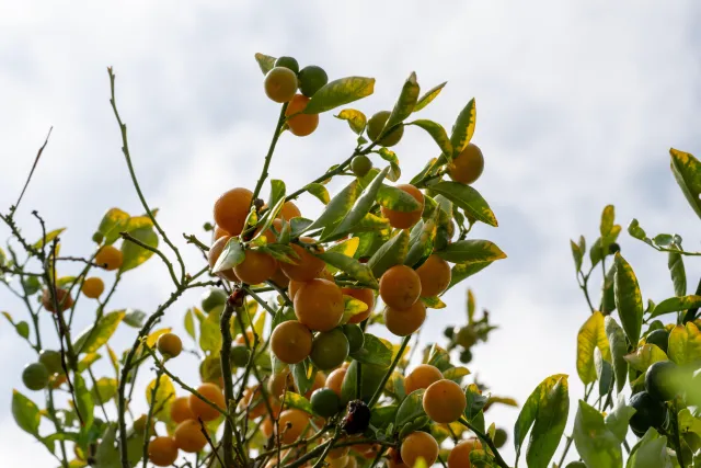 A tree branch loaded with oranges and yellowing leaves