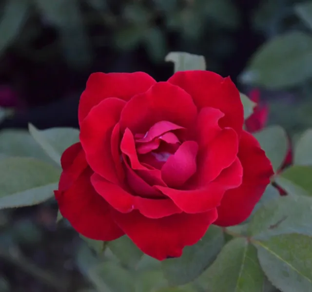Bright red rose