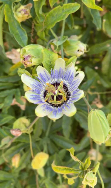 a purple passion flower with leaves in the background