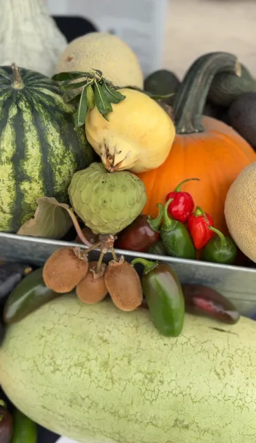 a fruit and vegetable display including watermelon, pomegranate, pumpkins, peppers, kiwi, and cherimoya