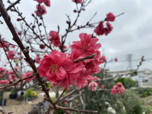 bright pink flowers blooming on a peach tree