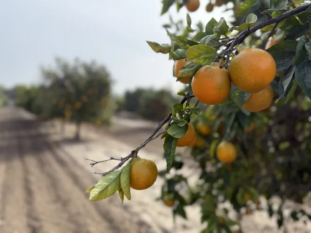 orange citrus on a tree, with other trees in the background