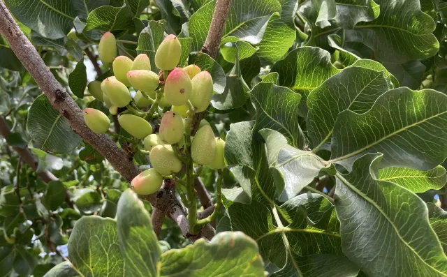 A cluster of pistachios growing on a leafy green tree