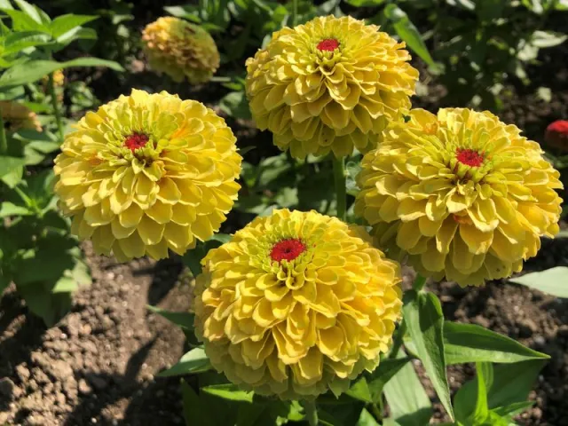 Four yellow zinnias