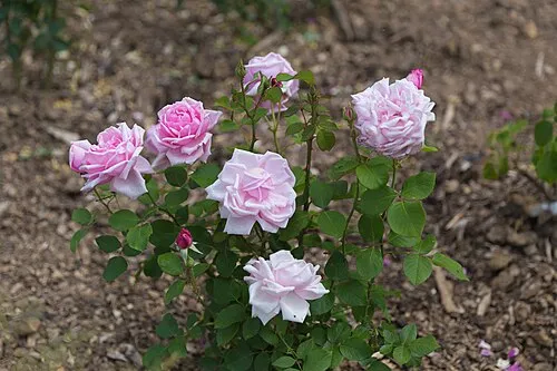 Pink roses in a rose garden