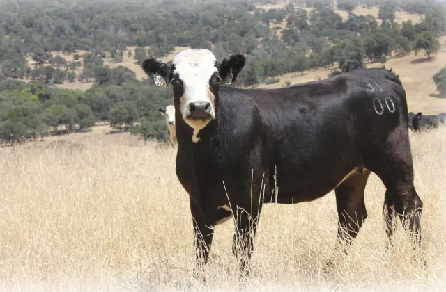 A black cow with a white face stands in dry grass pasture while looking at camera