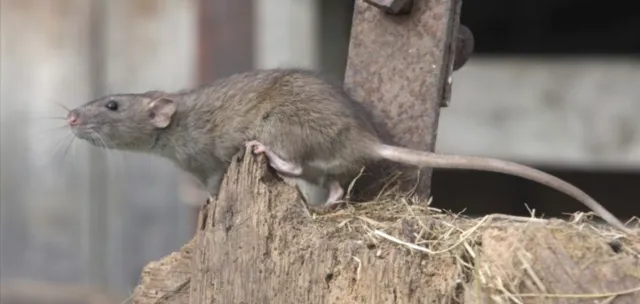 Fotografía de una rata.