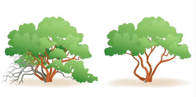 Diagram showing two plants with different maintenance next to each other. The plant on the left has overgrown branches, the plant on the right has had its branches pruned.