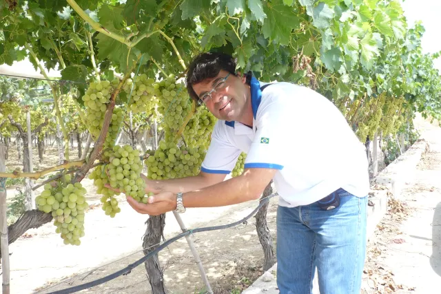 Man in a white polo stoops in a vineyard and holds some green grapes 