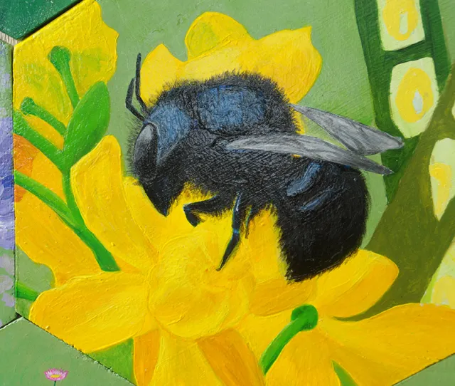 Blue orchard bee by Jennifer Tso