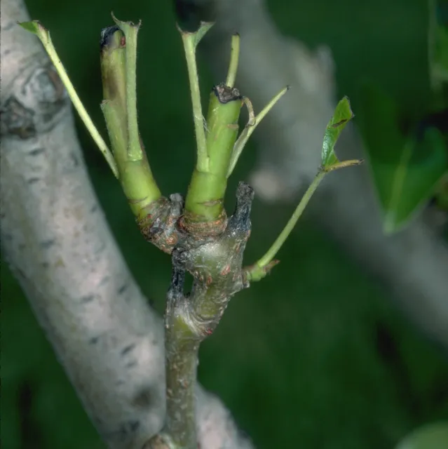 Closeup of green twigs and leaf stems on a woody plant that has been browsed on by deer, with the leaves cropped off.