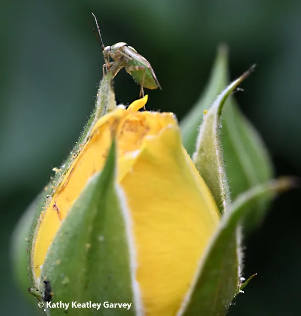 Lygus bug chewing on a yellow rose bud.