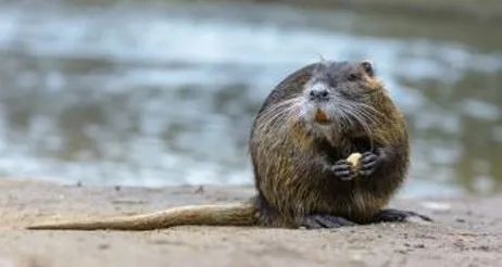 nutria where you can observe its long, rat-like tail