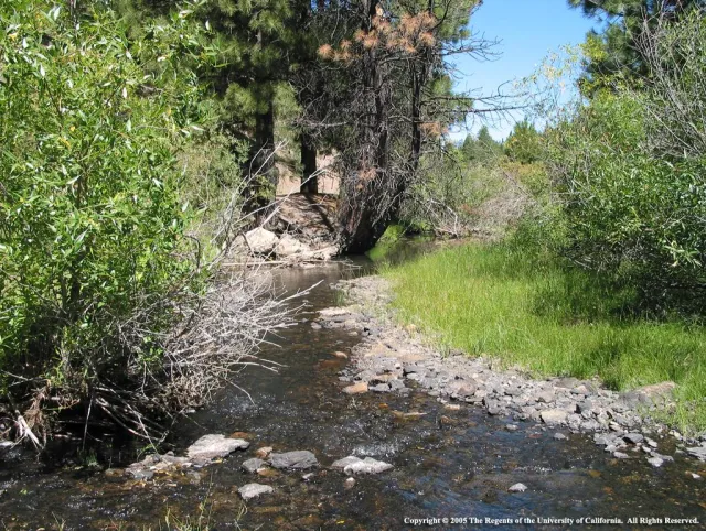 A small, slow-moving creek winding through a natural area with trees and shrubs.