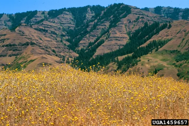 An open area completely infested with spiny, yellow-flowered yellow starthistle plants, and rolling brown and green hills in the background.
