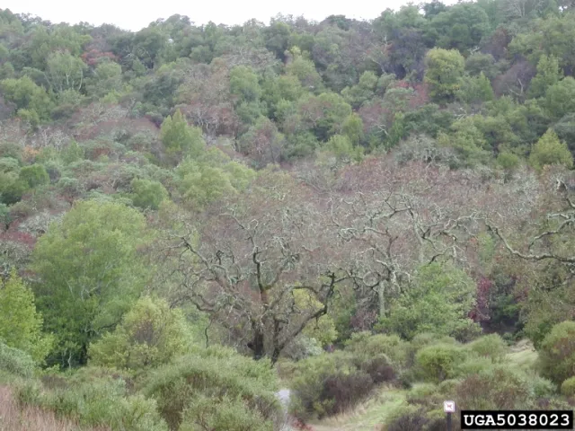 A scenic view of an oak forest canopy with mostly healthy, green trees but some that are brown from being killed by sudden oak death.