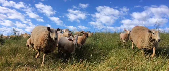 A flock of sheep running through a field of grass.