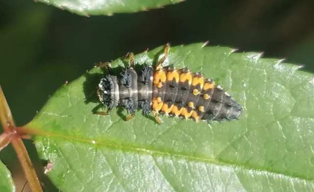 A small black and orange insect with a somewhat long, spiky body crawling on a leaf.