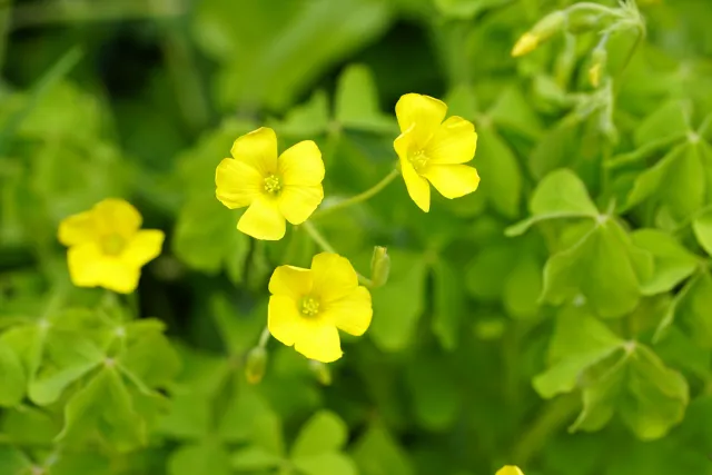 Photo of blooming oxalis growing in a garden.
