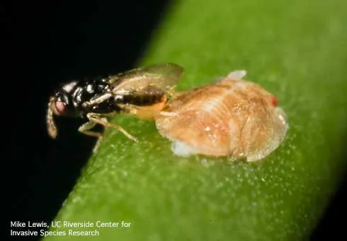 A tiny black wasp laying an egg inside of a flat, yellow Asian citrus psyllid nymph.