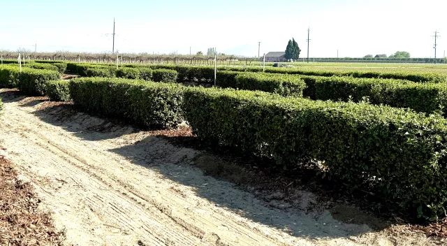 Hedges of true tea in the field