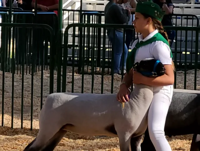 4-H'er showing animal at fair