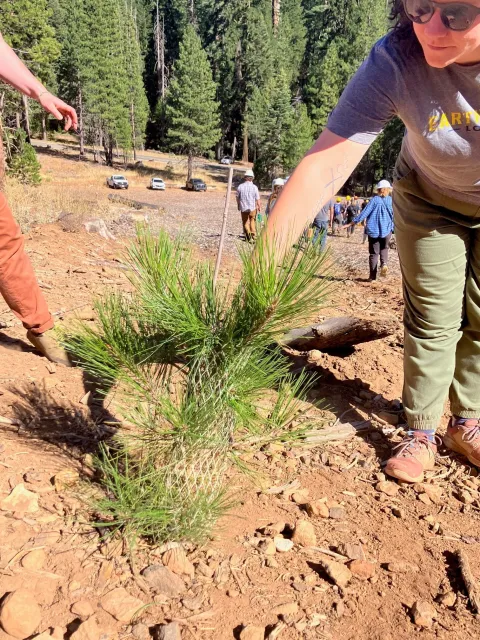 Person stands next to a healthy tree seedling.