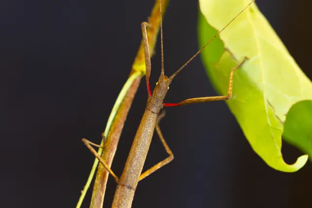 Light-brown insect with a slender and elongated body resembling a twig on a stem with a green leaf in the background. Forelegs have red markings.